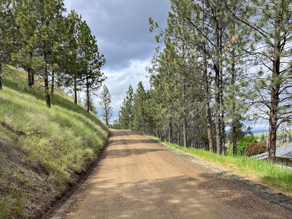 Finished gravel road through the pines